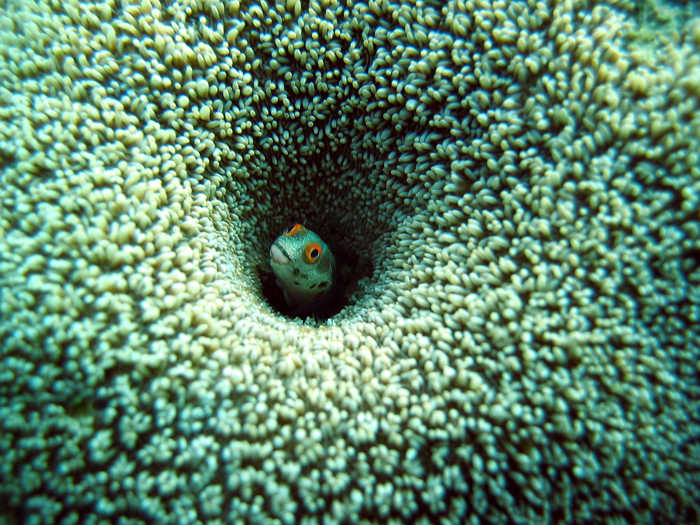 Acanthemblemaria hancocki Myers & Reid, 1936